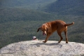 It was a fun day for the dogs on the summit.